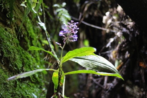 Dichorisandra paranaensis, photograph 1