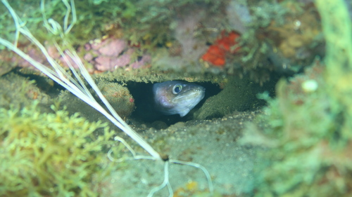 Conger eel (Conger triporiceps) — Congridae — 5