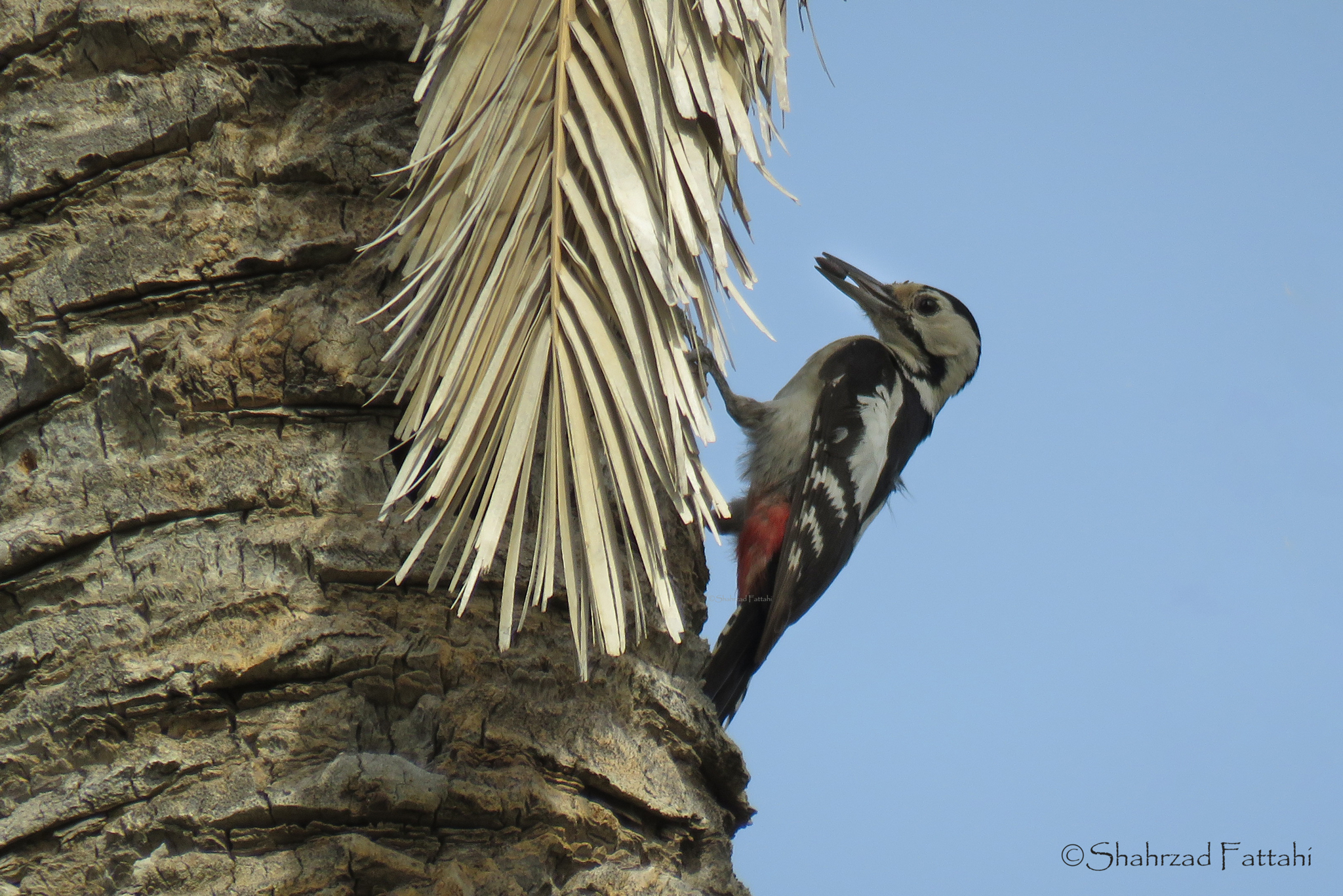 Sind Woodpecker illustration