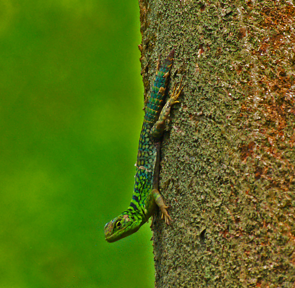 Green Thornytail Iguana from Reserva Natural Palmari, Amazonia, Brazil