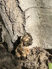 Morchella populiphila
