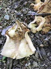 Morchella populiphila