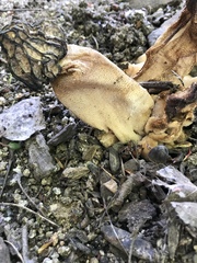 Morchella populiphila