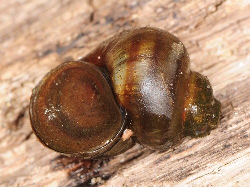 Banded Mystery Snail