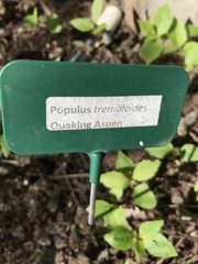Morchella populiphila