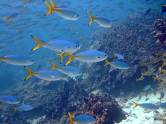 Caesio lunaris