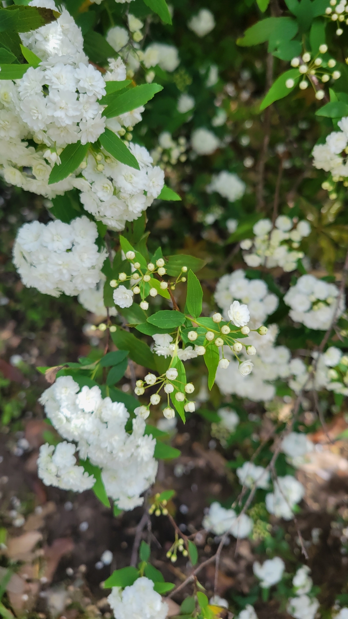 Imagem de Bridal Wreath