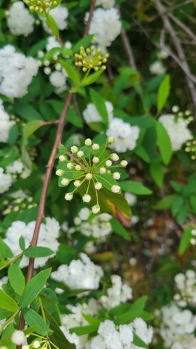 Foto de Bridal Wreath