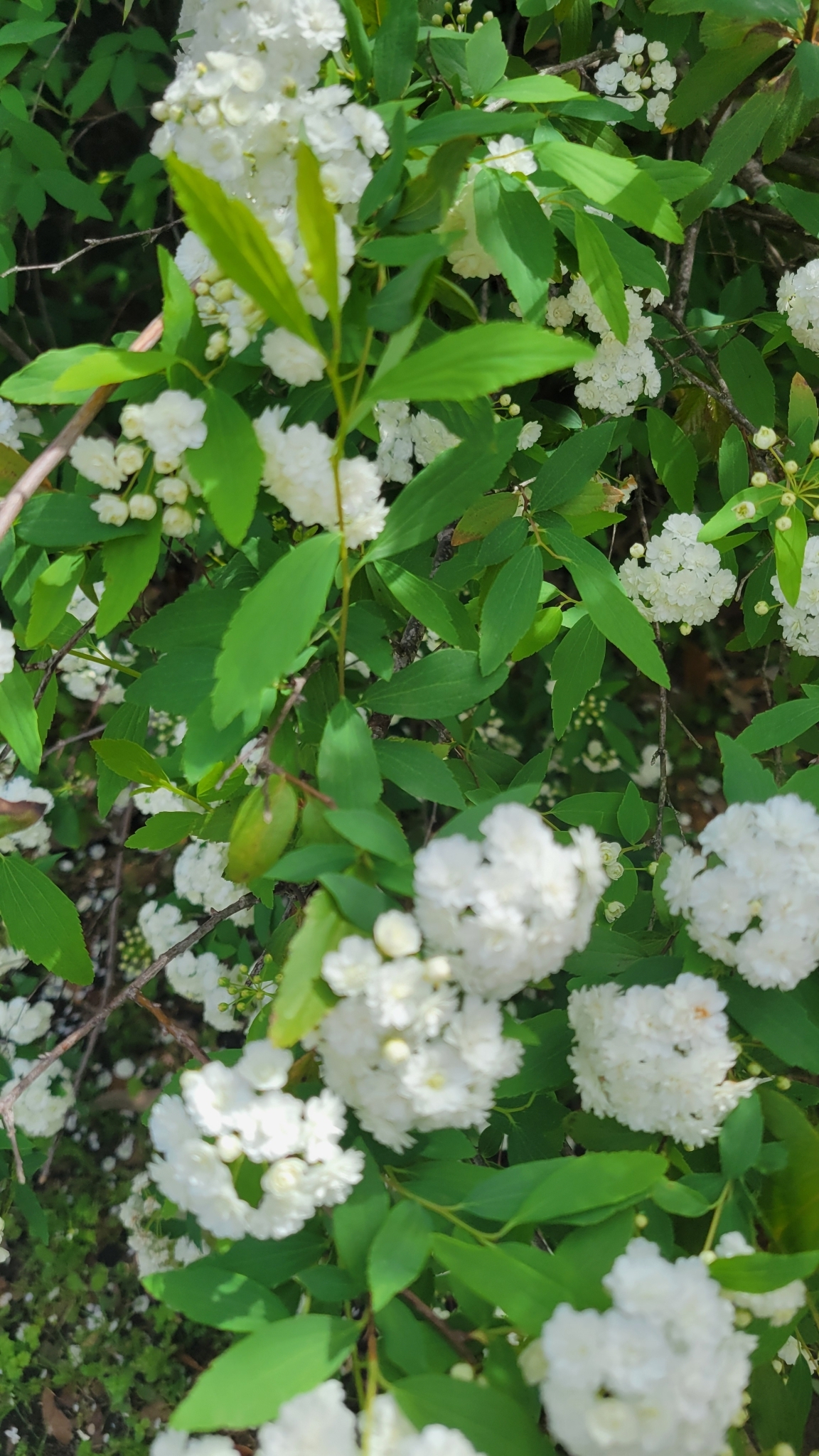 Imagem de Bridal Wreath
