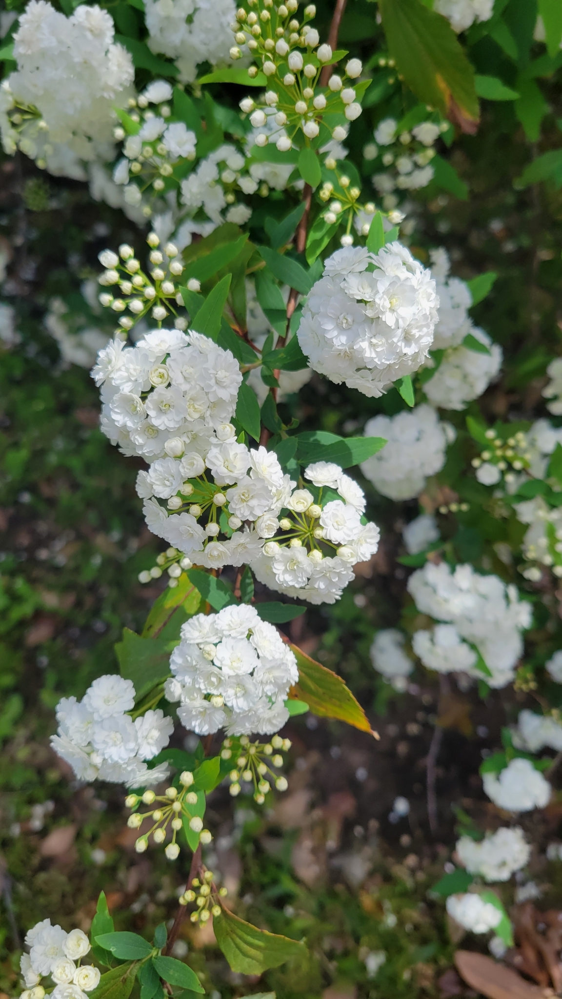 Imagem de Bridal Wreath