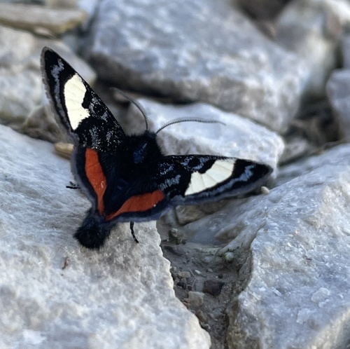 Grapevine Epimenis Moth photo 3