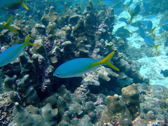 Caesio lunaris