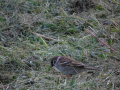Passer montanus