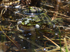 Pelophylax
