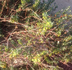 Eriogonum parvifolium