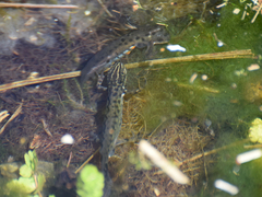 Lissotriton vulgaris