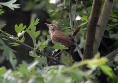 Troglodytes troglodytes
