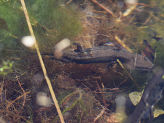 Lissotriton vulgaris