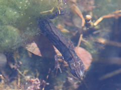 Lissotriton vulgaris