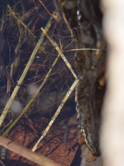 Lissotriton vulgaris