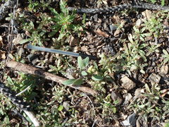 Phacelia phacelioides