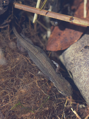 Lissotriton vulgaris