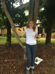 Xanthostemon chrysanthus