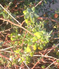 Eriogonum parvifolium