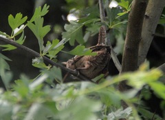 Troglodytes troglodytes