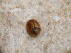 Hypocassida subferruginea