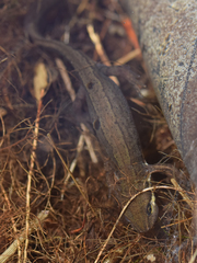 Lissotriton vulgaris