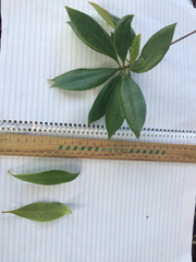 Xanthostemon chrysanthus