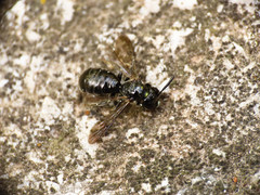 Ceratina cucurbitina