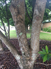 Xanthostemon chrysanthus