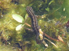 Lissotriton vulgaris