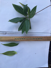 Xanthostemon chrysanthus