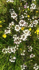 Triphysaria versicolor versicolor