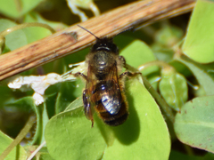Osmia bicornis