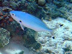 Caesio lunaris