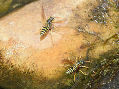 Polistes dominula