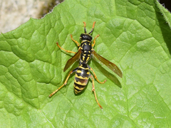 Polistes dominula