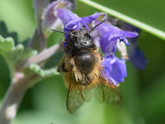 Osmia bicornis
