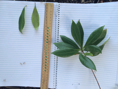 Xanthostemon chrysanthus