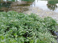 Nasturtium officinale