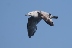 Larus argentatus vegae