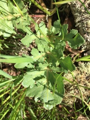 Sanicula bipinnatifida