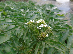 Nasturtium officinale