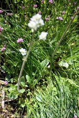 Micranthes integrifolia