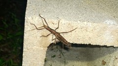 Anisomorpha ferruginea