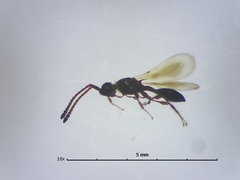 Diapriinae